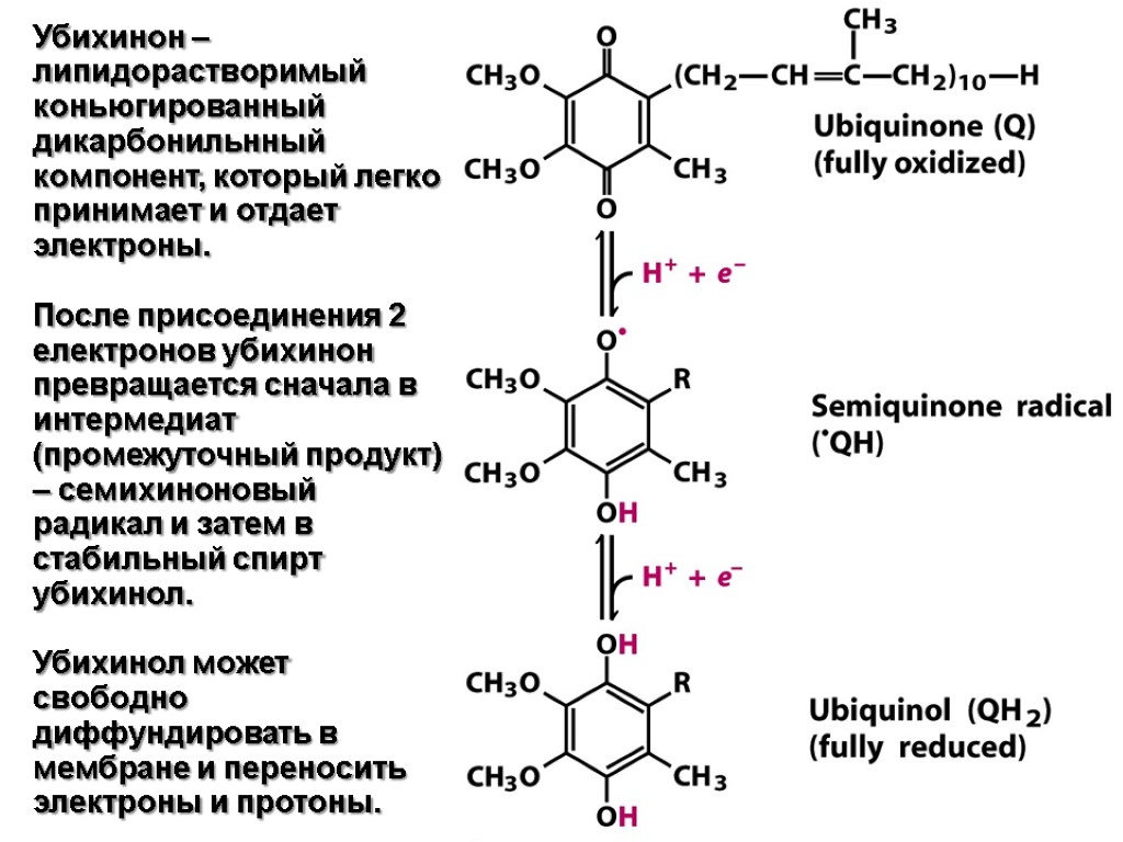 Убихинон – липидорастворимый коньюгированный дикарбонильнный компонент, который легко принимает и отдает электроны. После присоединения